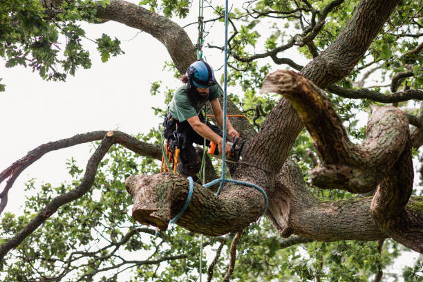Best Hazardous Tree Removal  in Burlington, KY