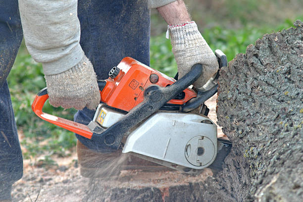 Best Fruit Tree Pruning  in Burlington, KY