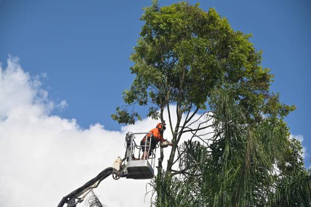 Best Root Management and Removal  in Burlington, KY