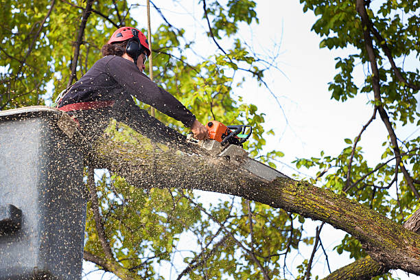 Trusted Burlington, KY Tree Care Experts